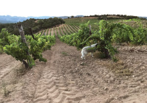 The vineyards at Domaine de Torraccia.