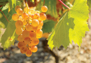 Vermentino grapes at Domaine Orenga de Gaffory.