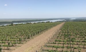 Burgozone vineyards on the Danube river