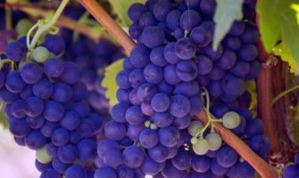 Wine grapes on vine
