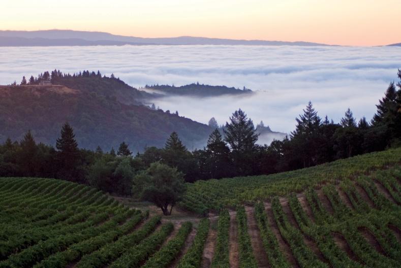 The Hess Collection winery’s Pour One, Plant One program will help rebuild forests around the country.