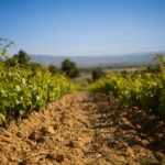 Gérard Bertrand's Clos D'Ora vineyards in the South of France