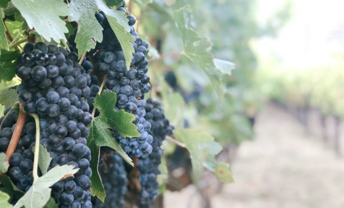 Red wine grapes in vineyard