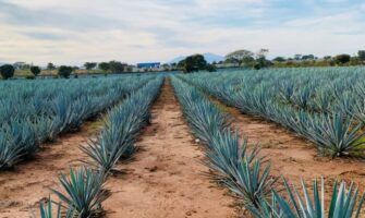 Agave fields in Mexico