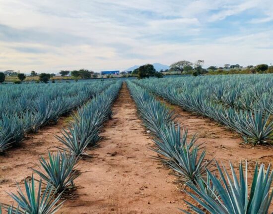Can Tequila Growth Continue Sustainably?