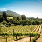 wine vineyards
